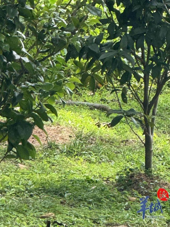 广东多个公园景区蛇出没 游客需警惕
